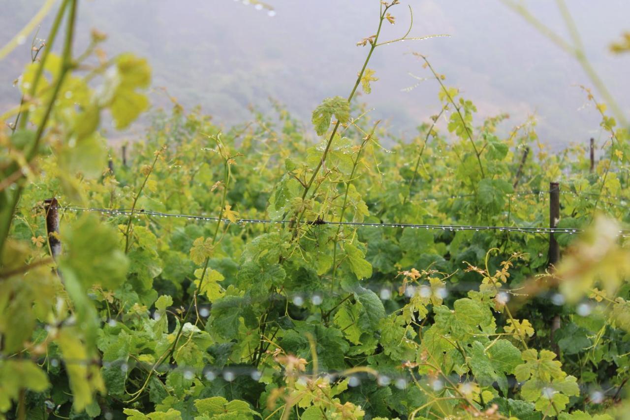 Finca El Cole Βίλα Λας Πάλμας ντε Γκραν Κανάρια Εξωτερικό φωτογραφία