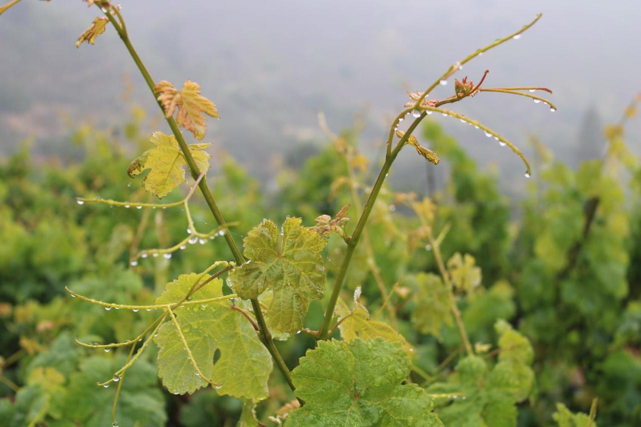 Finca El Cole Βίλα Λας Πάλμας ντε Γκραν Κανάρια Εξωτερικό φωτογραφία